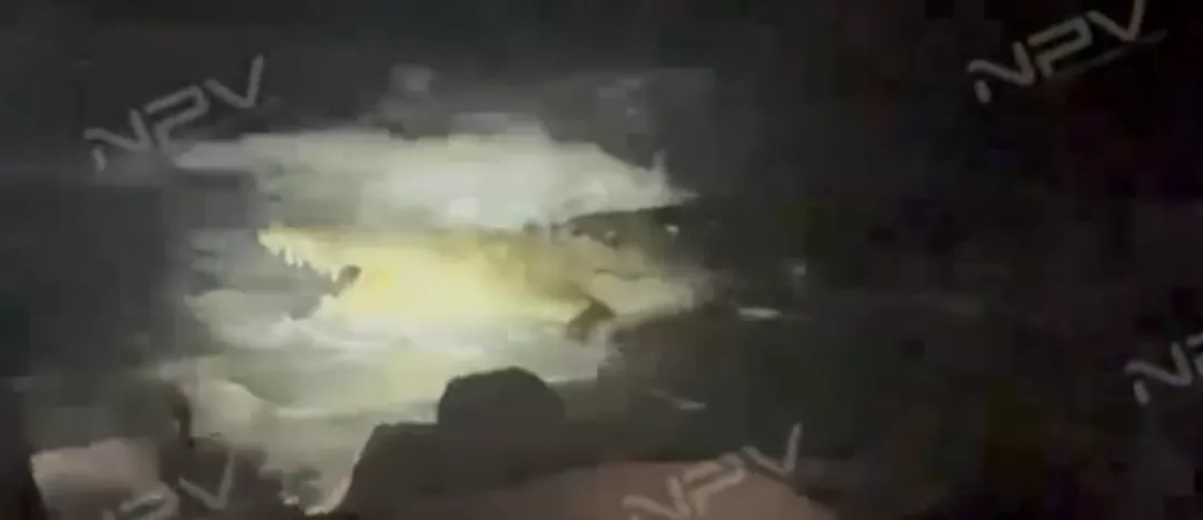 恐怖! 旅游胜地海滩巨型鳄鱼杀人 男子被活活咬死 拖进水底!