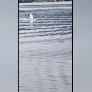 卑诗渡轮在豪湾撞上座头鲸 目击视频显示水中血迹