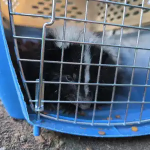 温哥华臭鼬检出狂犬病 已有多人被咬 曾在这个区域游荡